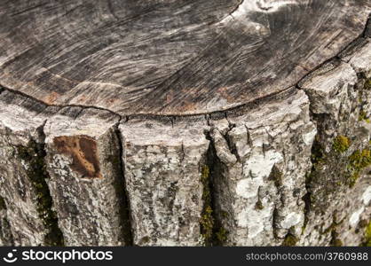 Walnut weathered log detail