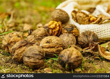 Walnut whole and kernels outdoors on ground. Healthy food full of omega 3 fatty acids, healthy nutrition.. Walnut whole and kernels outdoors on ground.