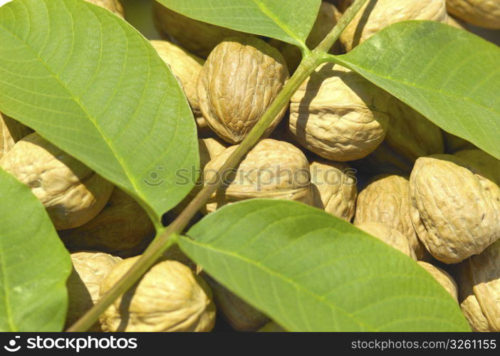 Walnuts