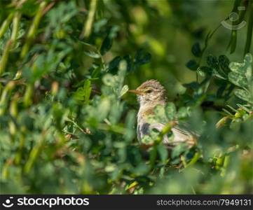 warbler bird on a tree