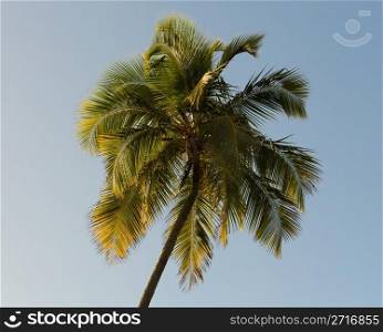 Warm colors of palm tree against sky as the sun sets and illuminates the fronds