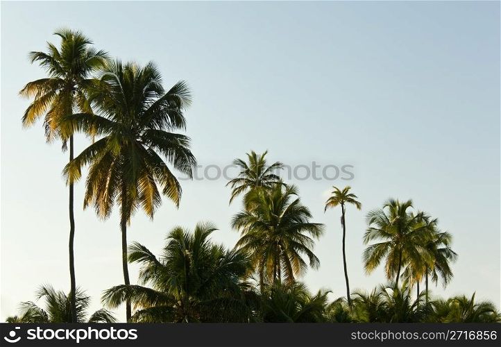 Warm colors of palm tree against sky as the sun sets and illuminates the fronds