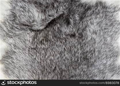 warm Silver and white natural Animal fur texture background closeup.. warm Silver and white natural Animal fur texture background closeup