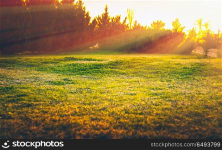 Warm spring day, landscape of a green grass field in bright yellow sun light, beautiful nature, beauty of springtime season. Warm spring day landscape