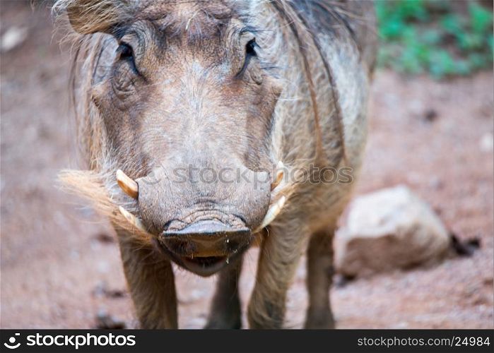 wart hog portrait looking straight at camera