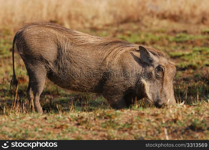 Warthog