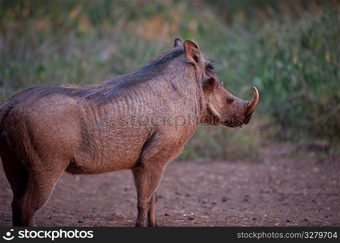 Warthog in Kenya
