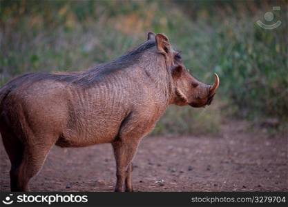 Warthog in Kenya