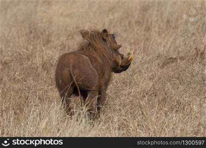Warthog, Phacochoerus africanus at Kruger National Park, South Africa