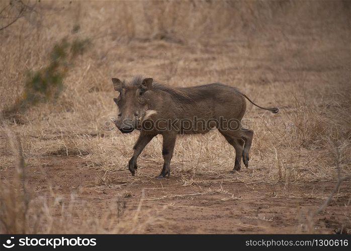 Warthog, Phacochoerus africanus at Kruger National Park, South Africa