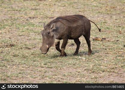 Warthog runs and reminds of Pumbaa