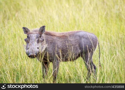 Warthog standing in long grass in the Okavango delta, Botswana.