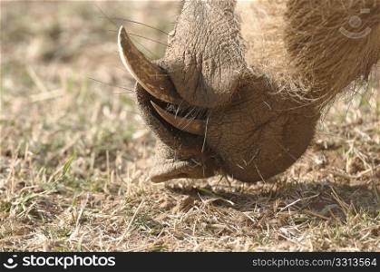 Warthog teeth