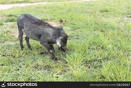 warthog wild animal in nature south africa