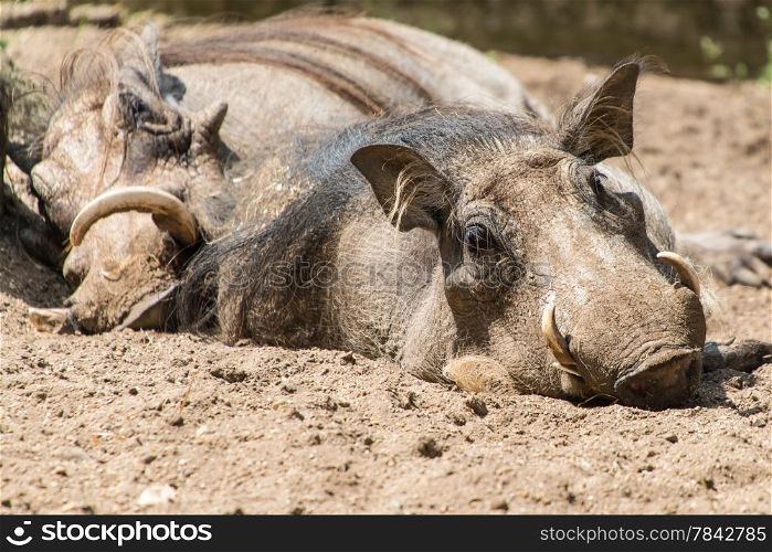 Warthogs lazing about in mud during dry spell