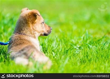 wary puppy resting in a juicy green grass on a lawn