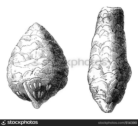 Was found coprolites in chalk, and from the poison called Inleido Copri, vintage engraved illustration. Magasin Pittoresque 1844.