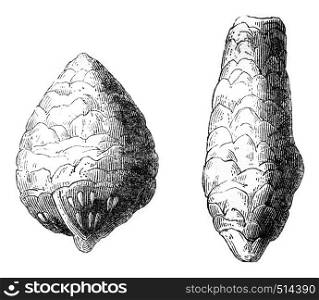 Was found coprolites in chalk, and from the poison called Inleido Copri, vintage engraved illustration. Magasin Pittoresque 1844.