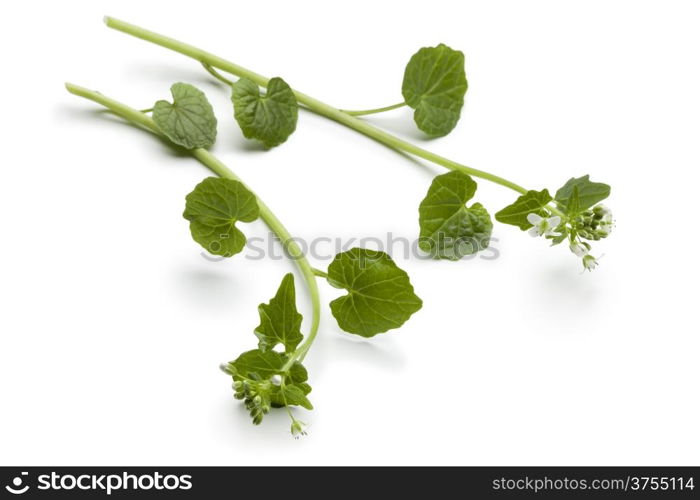 Wasabi flowers and leaves on white background