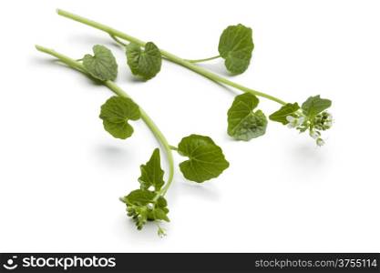 Wasabi flowers and leaves on white background