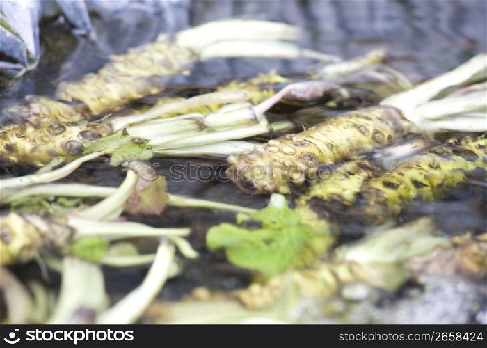 Wasabi,Japanese horseradish