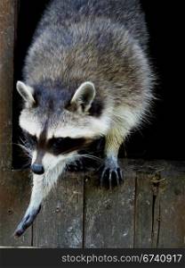 Waschbaer greift zu. Raccoon looks out of a wooden house
