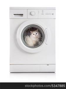 Washer machine and white cat