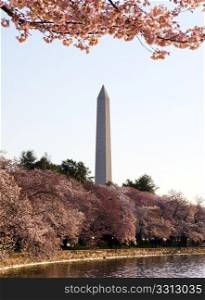Washington Monument by Tidal Basin and surrounded by pink Japanese Cherry blossoms