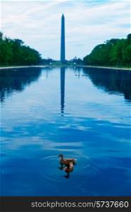 Washington Monument morning reflecting pool with ducks in US USA