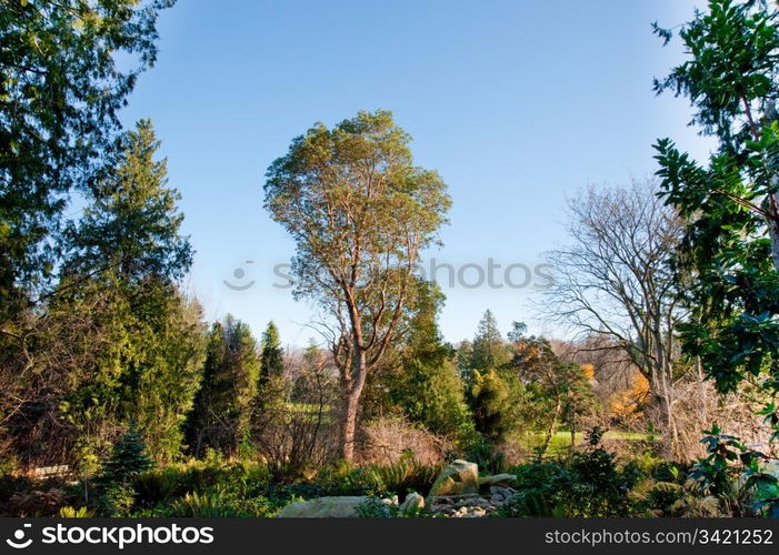 Washington Park Arboretum in Seattle