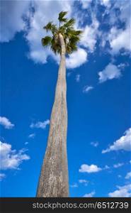 Washingtonia high Palm tree under blue sky. Washingtonia high Palm tree under a blue sky