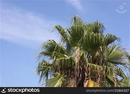 Washingtonia Robusta, palmtree