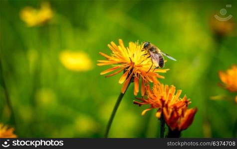 Wasp collects nectar from flower crepis alpina