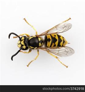 wasp isolated . wasp Vespula germanica species isolated on white background