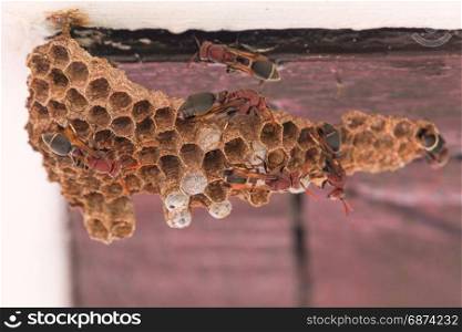 Wasp nest on the roof wall