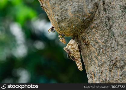 Wasp nest on the tree