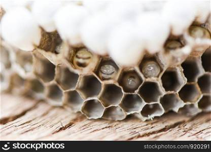 wasp nest or hornet nest with larva on wooden background , close up / Wild insects