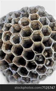 Wasp Nests consist of a papery mass. They use rotten, dry wood, which is chewed into pellets