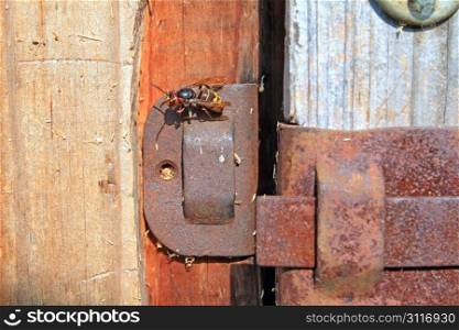 wasp on old wooden door