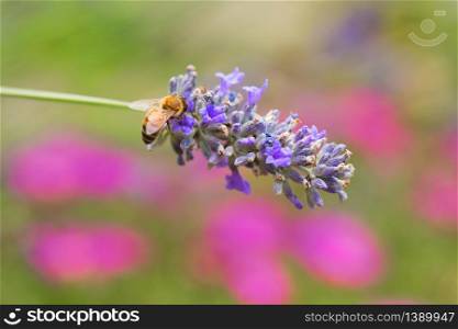 Wasp on purple Lavender