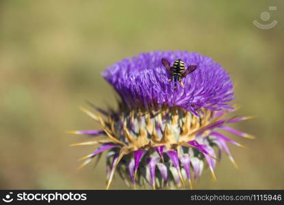 Wasp plunging into flower