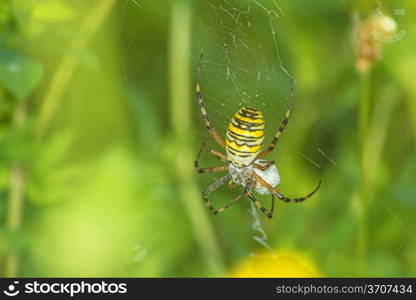 wasp spider, Argiope bruennichi,