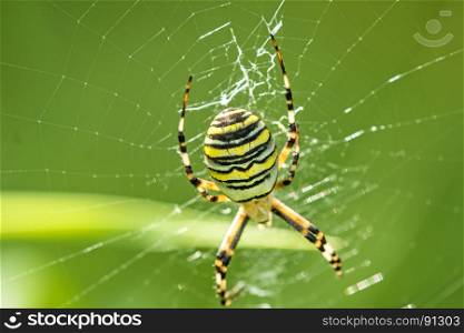 wasp spider, male spider in its web