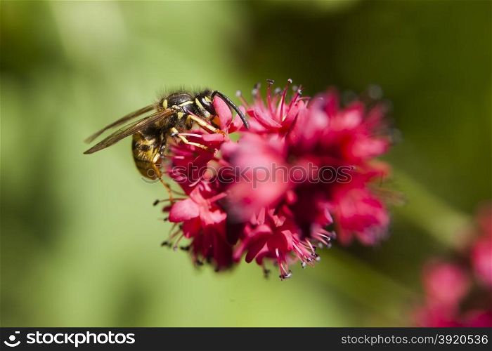 wasp sucks honey from pink flower of persicaria