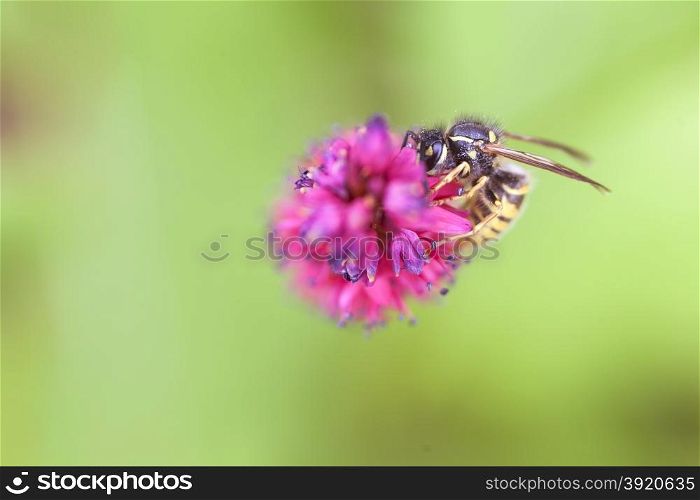 wasp sucks honey from pink flower of persicaria amplexicaulis blackfield