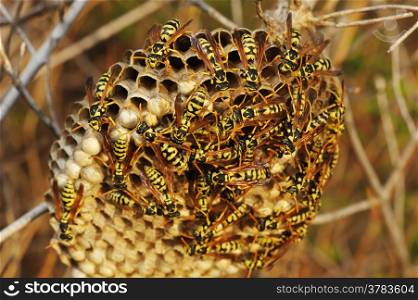 Wasps in the nest among the dry grass in Israel