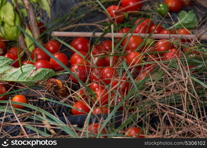 waste of cherry tomato on the ground of a plantation of tomato in a biologic agriculture farm