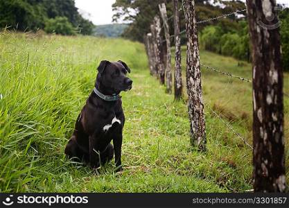 Watchful dog