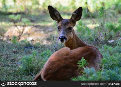 Watchful female deer