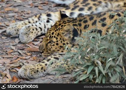 Watchful Leopard, reclined but alert.
